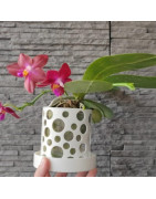 3D pots - The Pot Factory