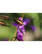 Graines d'Orchidées
