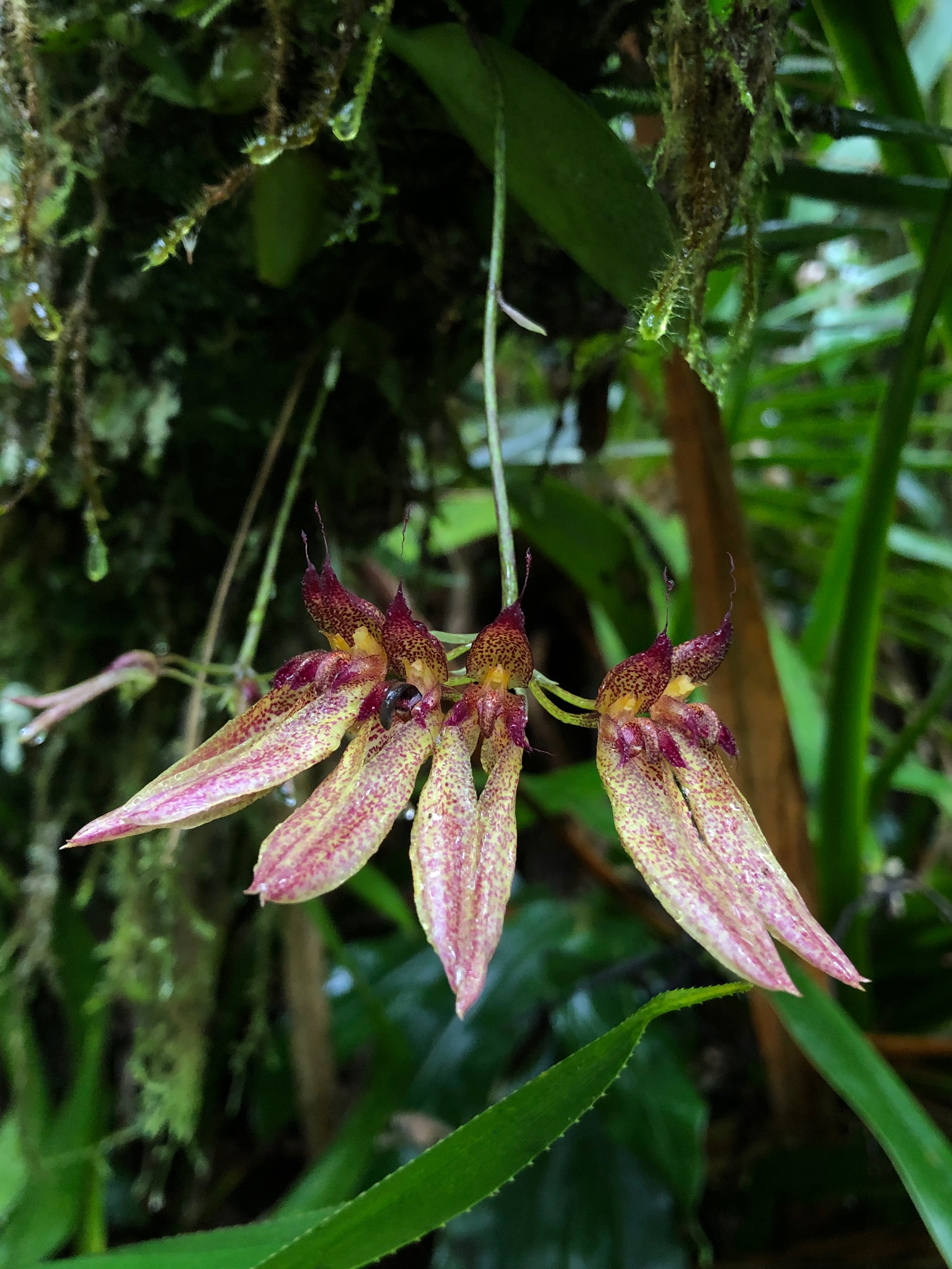 Bulbophyllum longiflorum