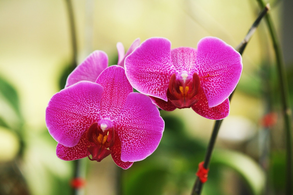 Orchidée phalaenopsis - les gestes à adopter
