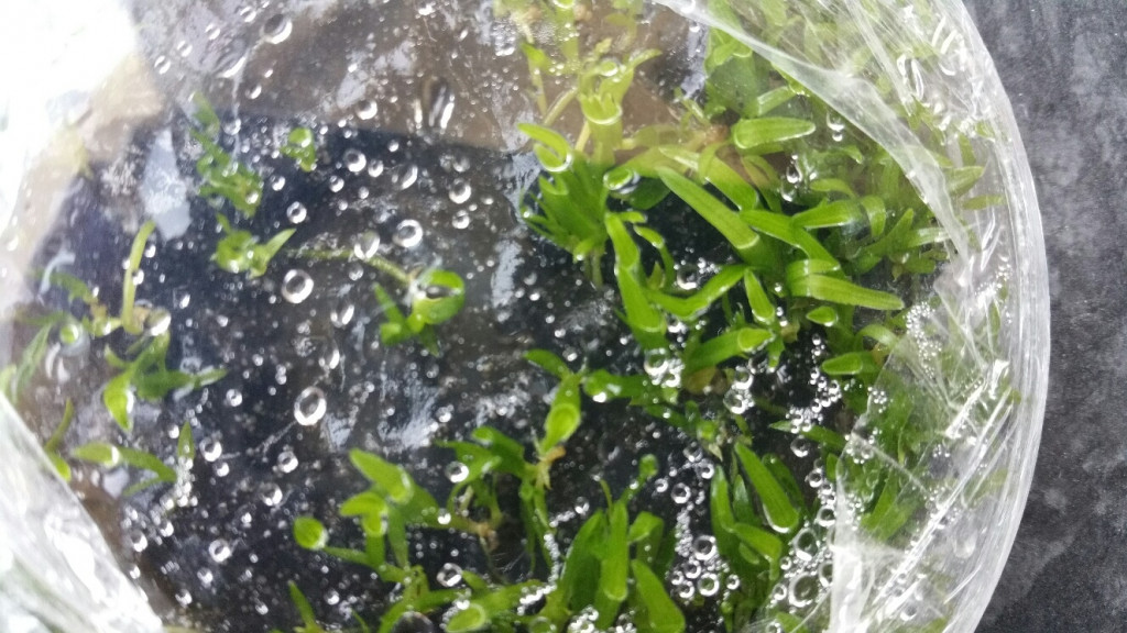 Transplanting Orchid Seedlings