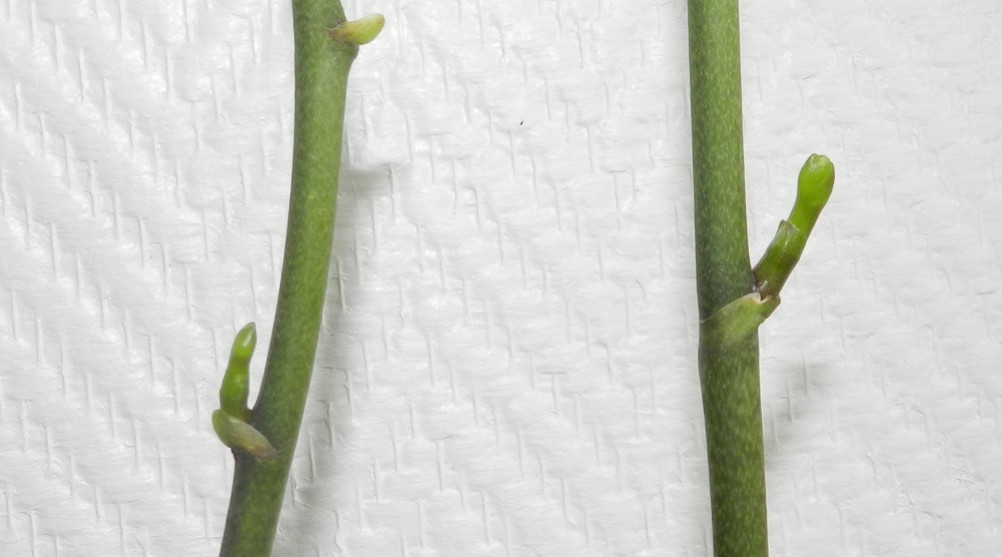 Clonage d'orchidée par hampe florale