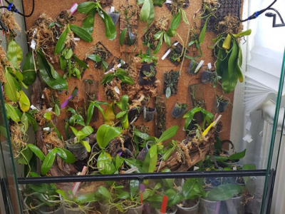 Orchid Terrarium