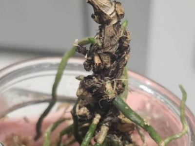 Puis-je sauver mon orchidée ?