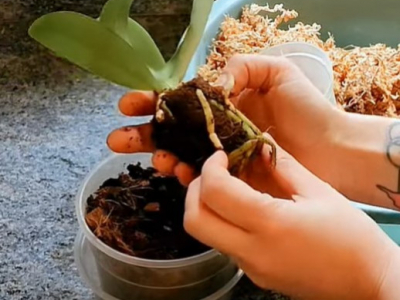 Episode OrchidHorreur : La boule tueuse !