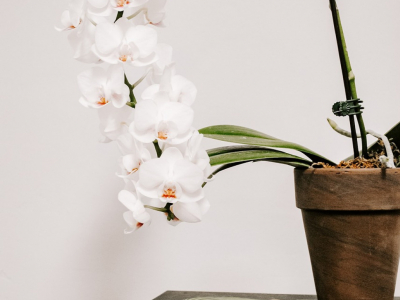 Lexique orchidée pour débuter