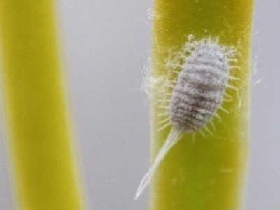 Fiche lutte contre les cochenilles farineuses ou carapace