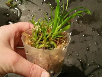 Sortie de flacon les bébés orchidées et les faire grandir