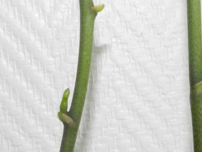 Clonage d'orchidée par hampe florale